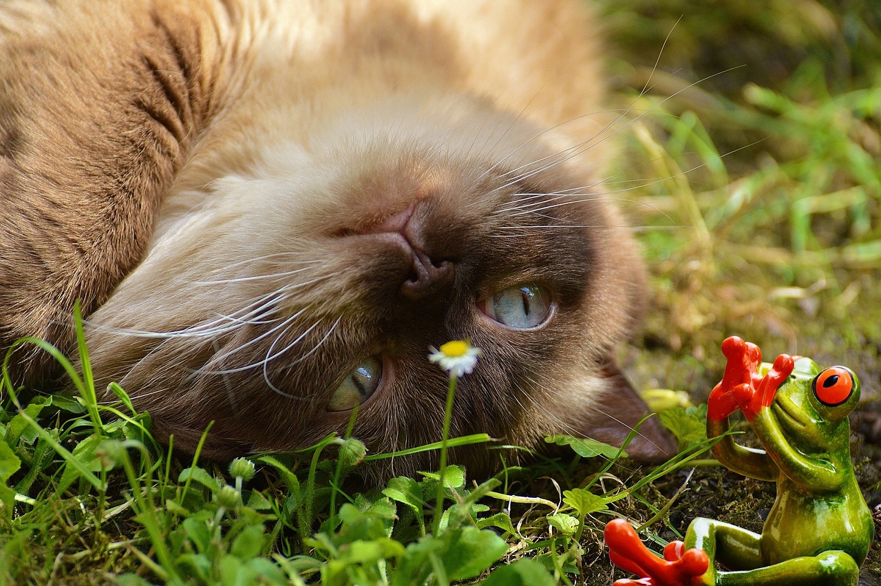 后院猫咪攻略，打造猫咪的梦幻乐园