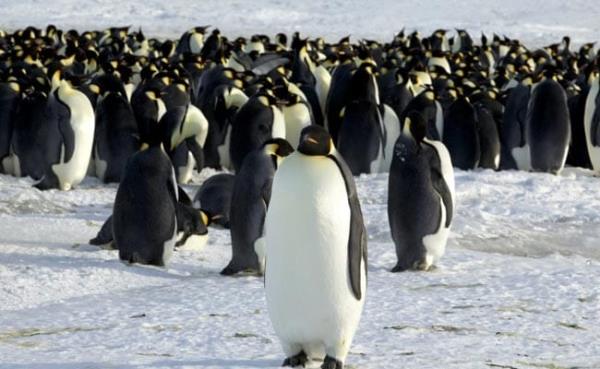 How Penguins Get 11 Hours Of Sleep Through 10,000 Naps In A Day