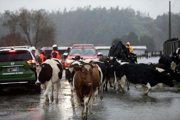 Cows wade through water in a flooded area affected by heavy rains in south-central Chile, in Arauco.