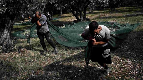 Italys olive growers lament poor harvests from extreme weather